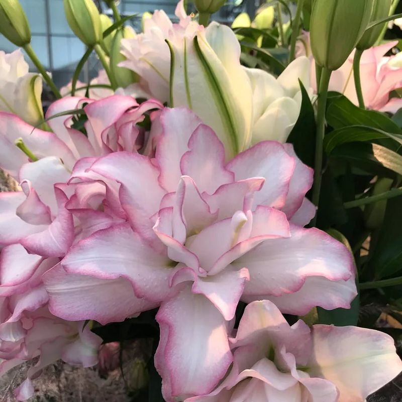 Double Oriental Lilies