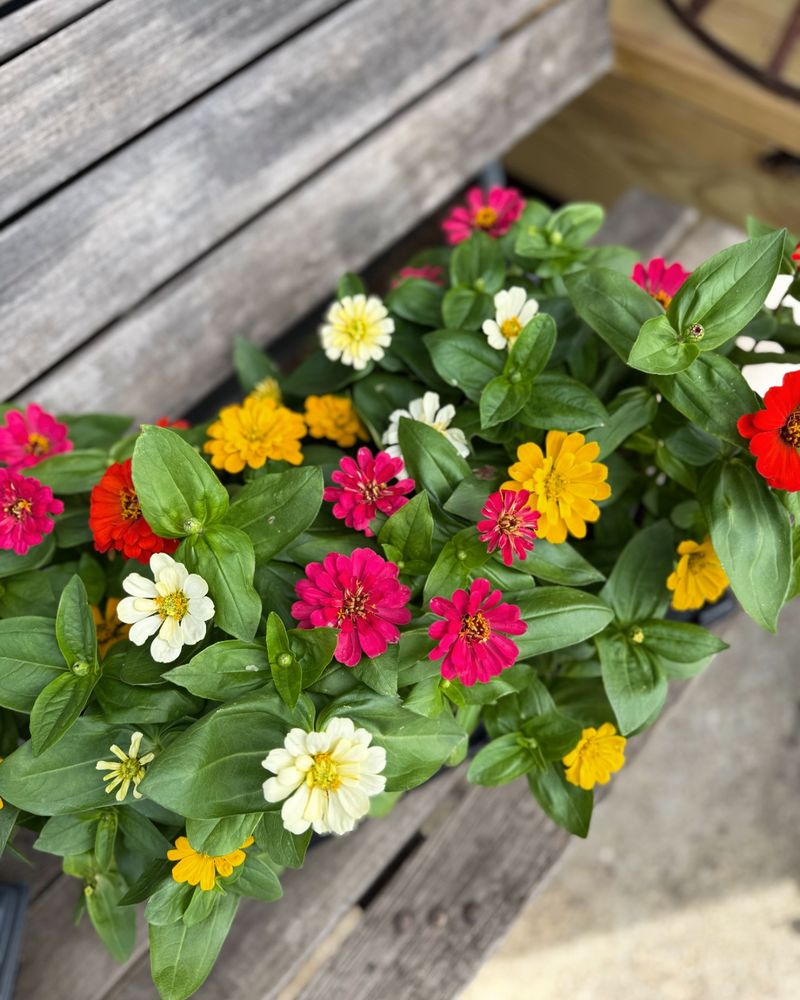 Heat-Hardy Zinnia Display