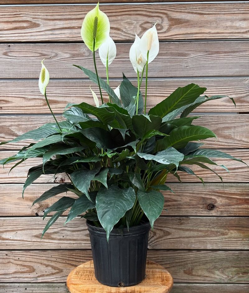 Peace Lily