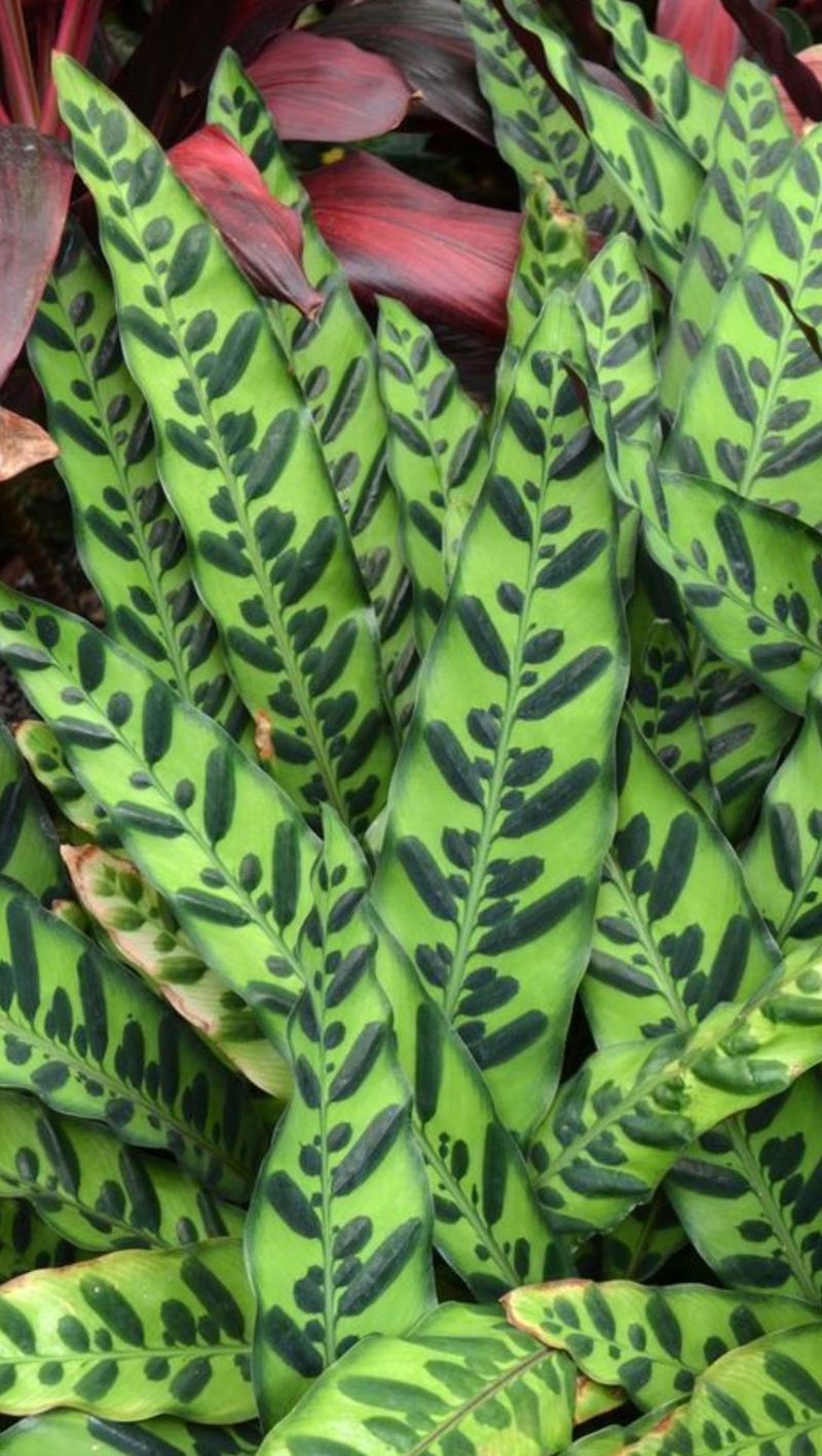 Calathea Rattlesnake