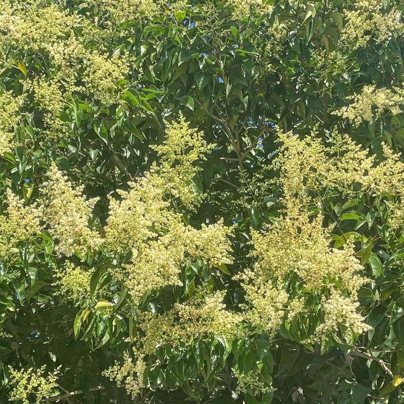 Privet