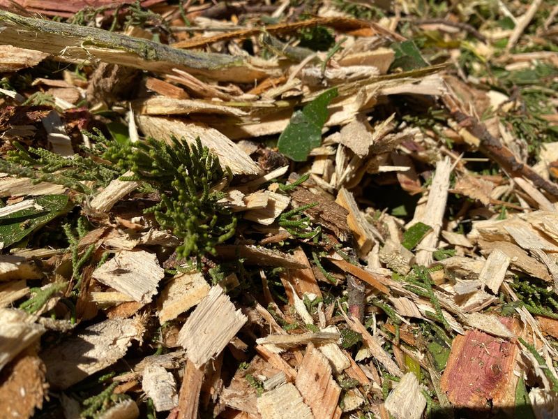 Fresh Wood Chips
