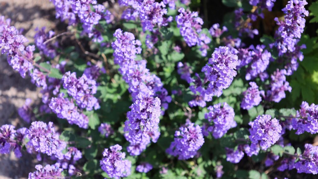 catmint flowers
