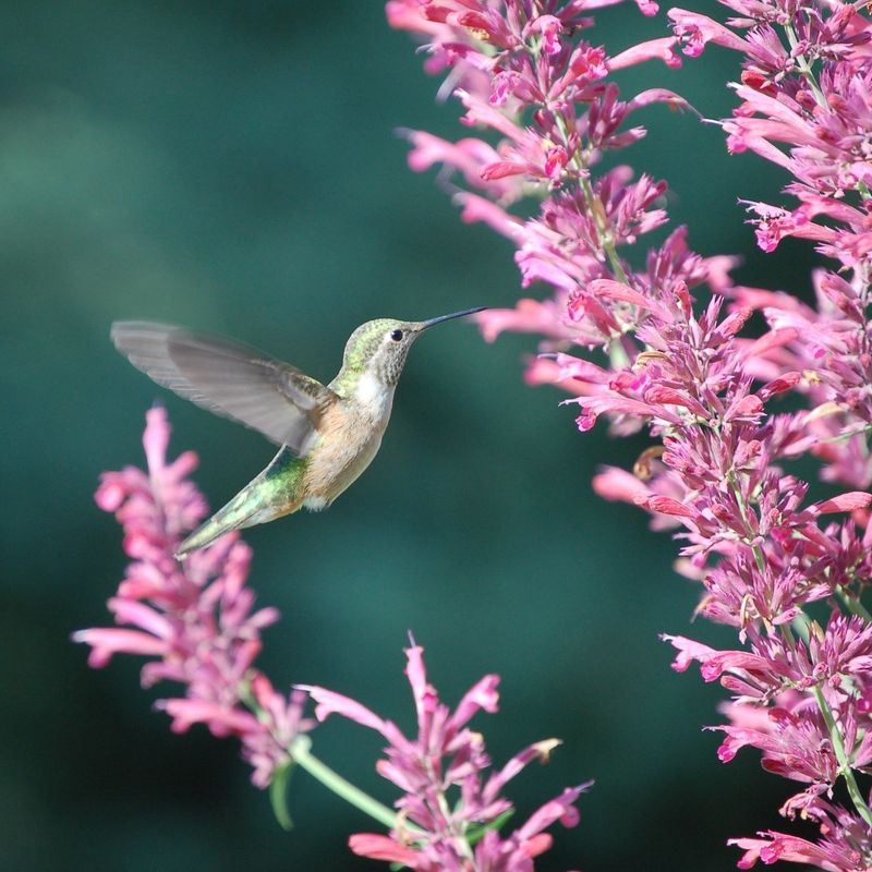 Agastache