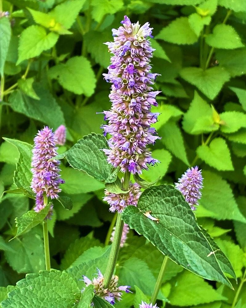 Agastache