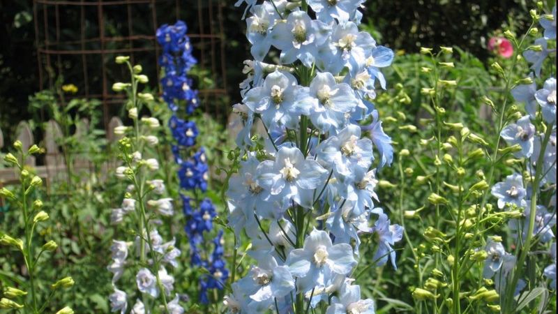 Delphiniums Disappoint After June