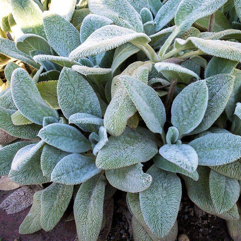 Lamb's Ear (Stachys)