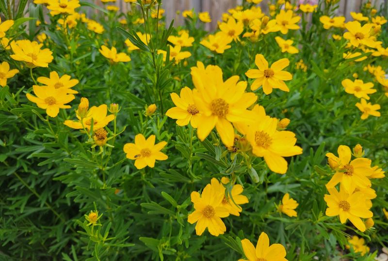 Coreopsis (Tickseed)
