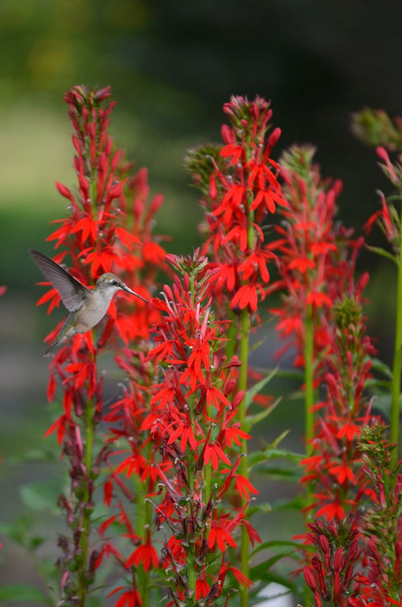 Cardinal Flower (Lobelia cardinalis)