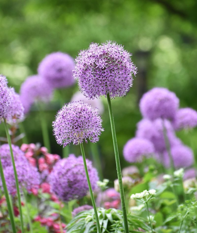 Alliums