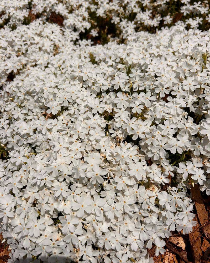 Creeping Phlox 'White Delight'
