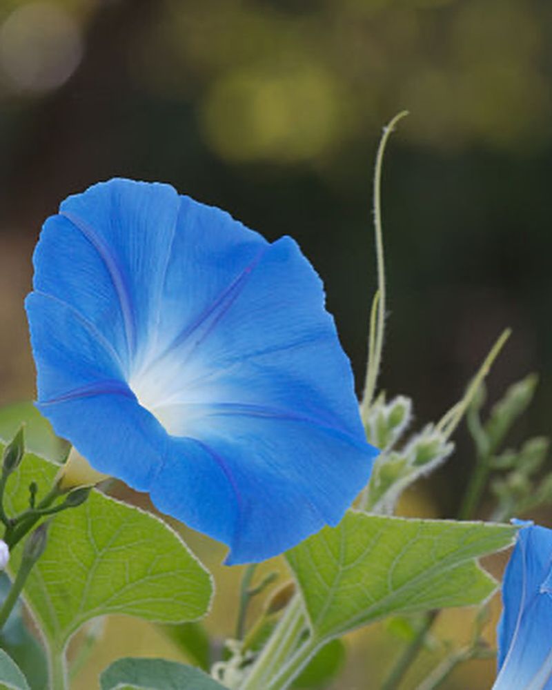 Morning Glory
