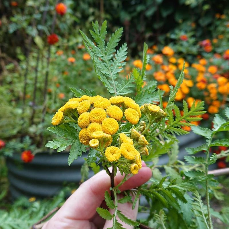 Tansy: The Powerful Pest Deterrent