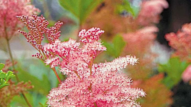 Meadowsweet