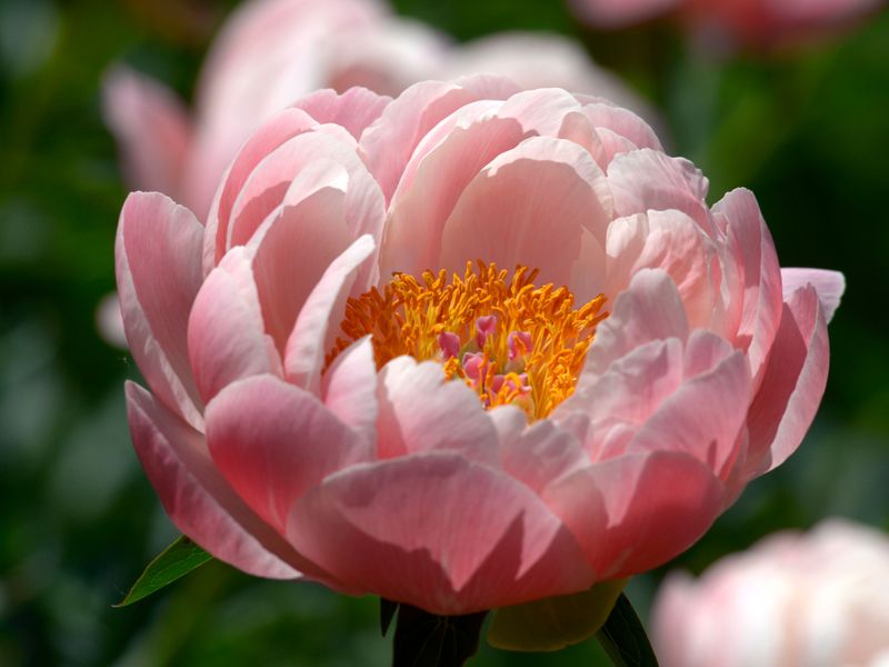 Peony Corset Method
