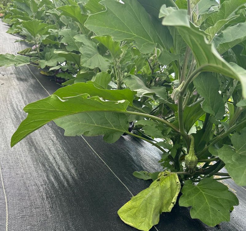 Eggplant