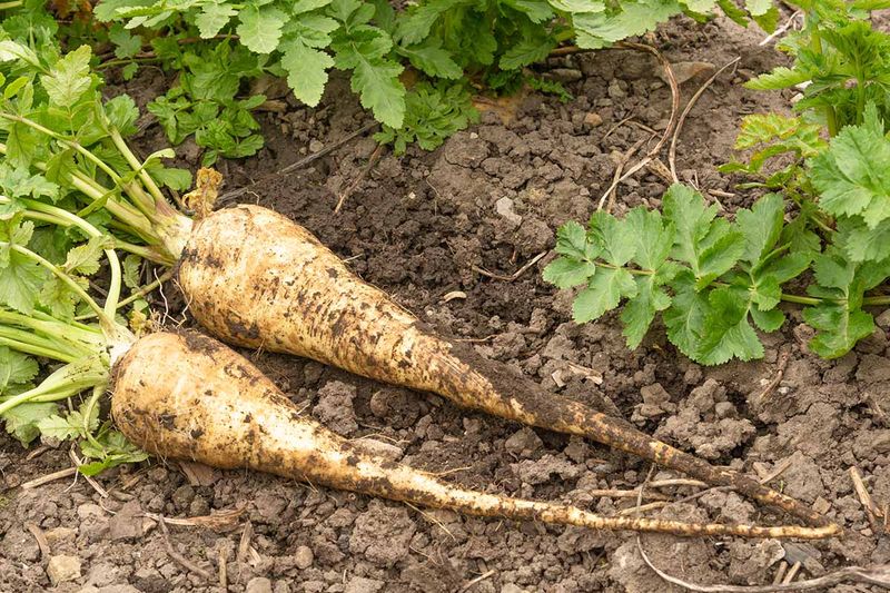Parsnips: Six Months For Woody Roots
