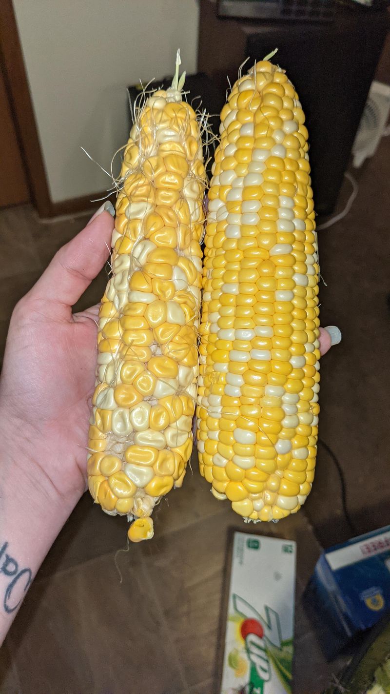 Corn Creates False Hope