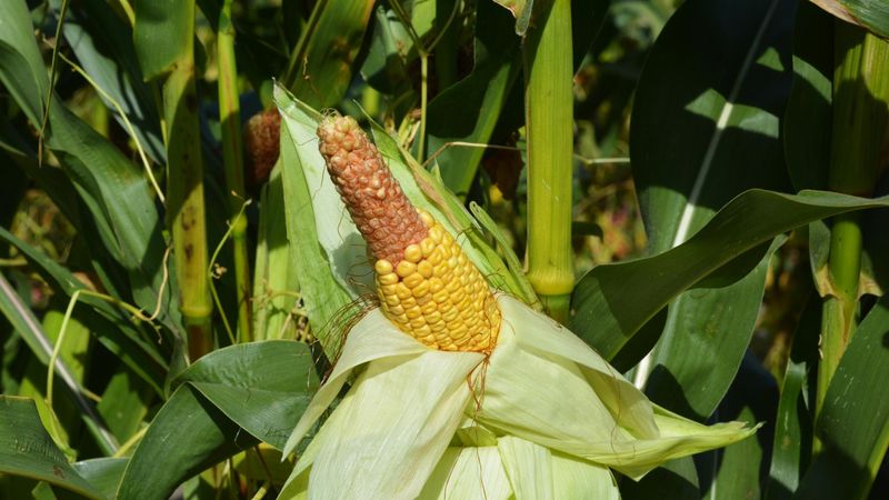 Corn: The Space-Hungry Pollination Puzzle