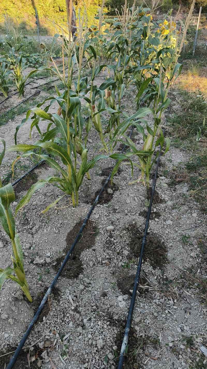 Corn: Pollination Problems Galore