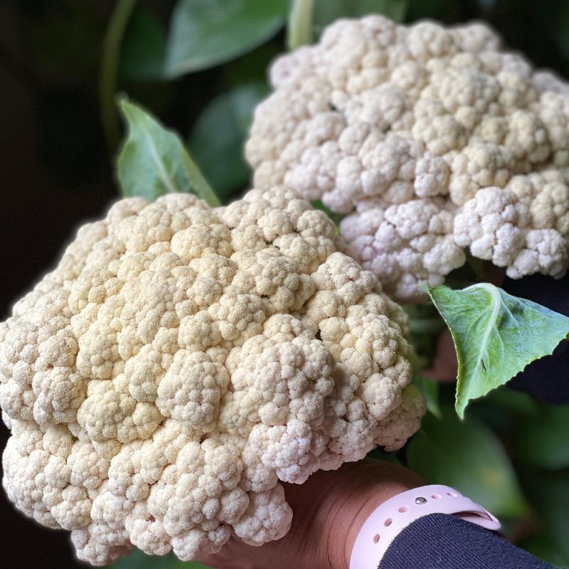 Cauliflower With No Yellow Spots