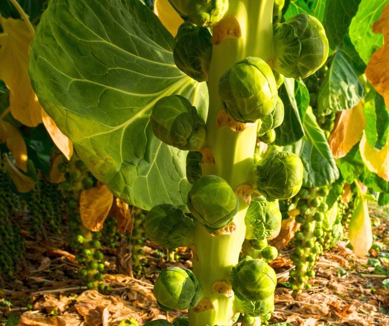 Brussels Sprouts Without Bitterness