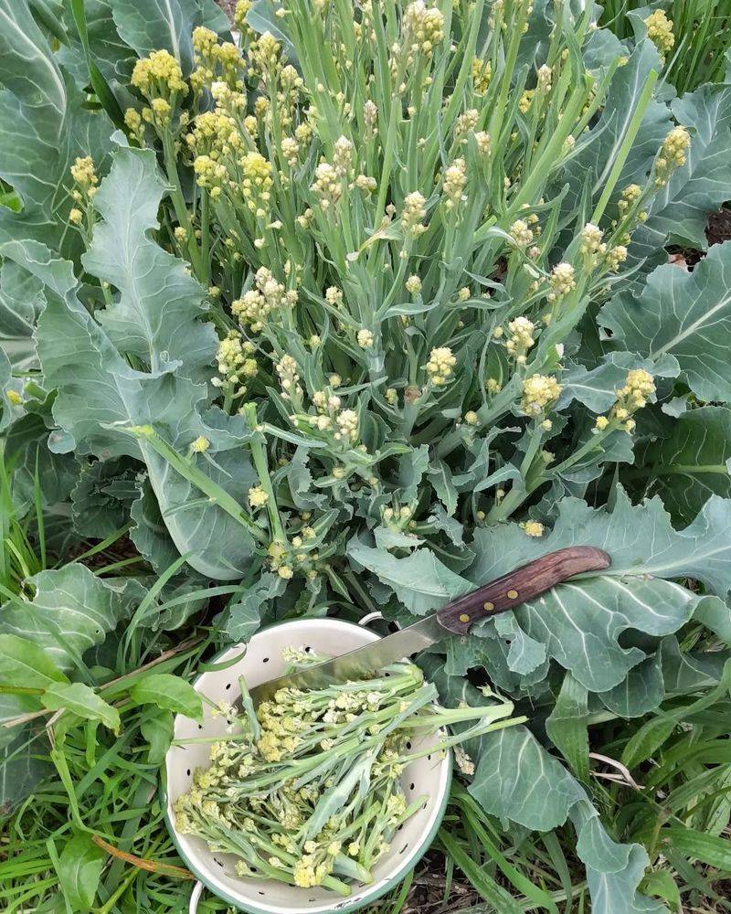 Broccoli