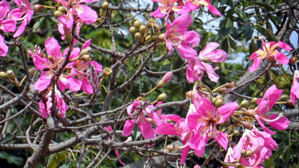 Ceiba speciosa