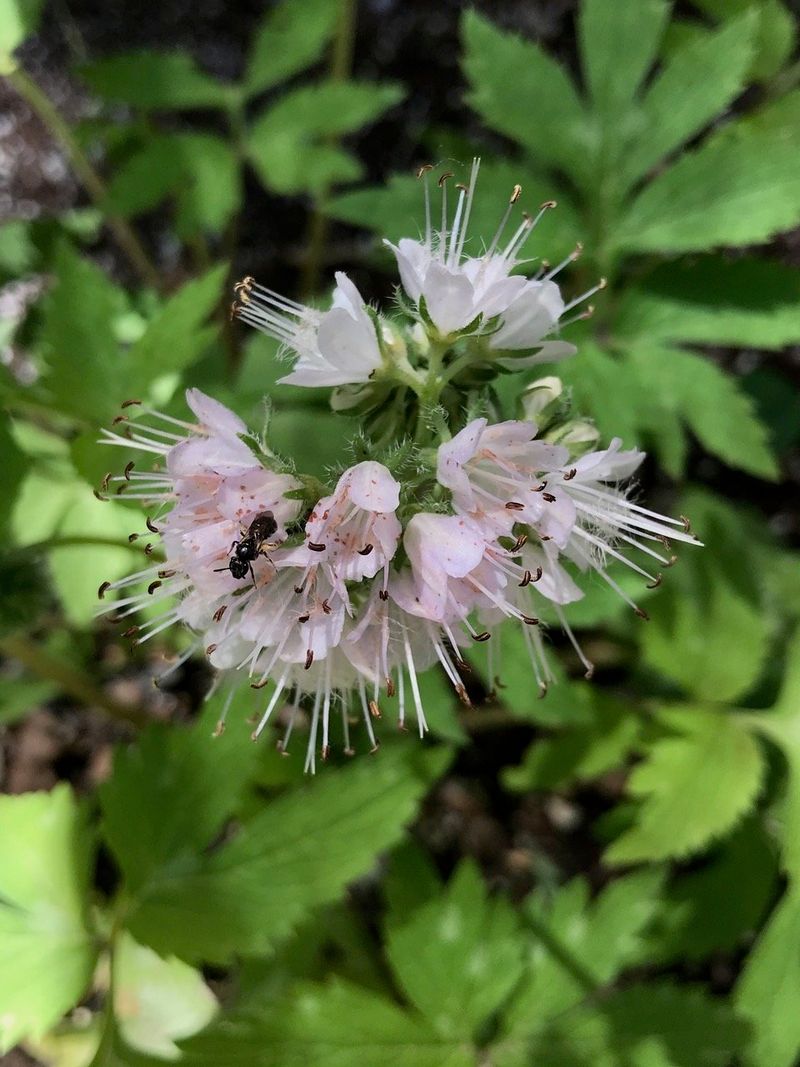 Red Baneberry