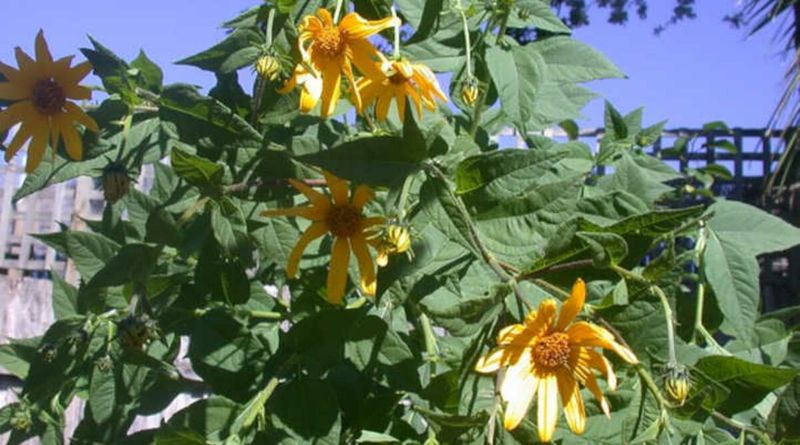 Jerusalem Artichokes - Tall Sunflower Relatives