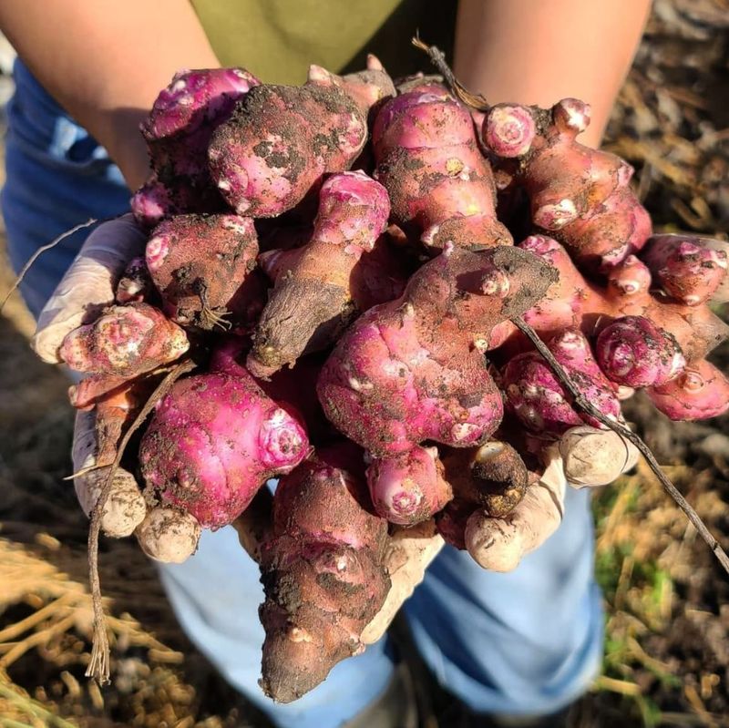 Jerusalem Artichokes