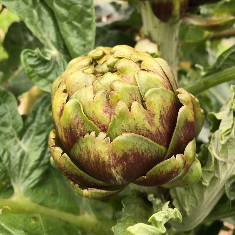 Globe Artichokes