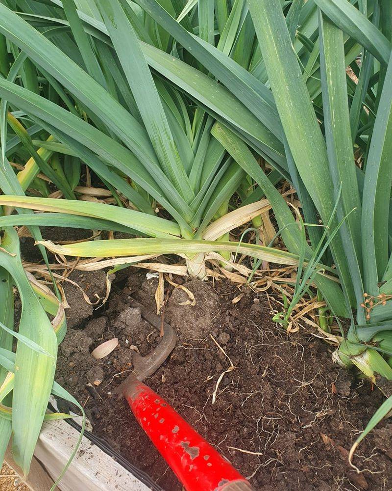Leeks