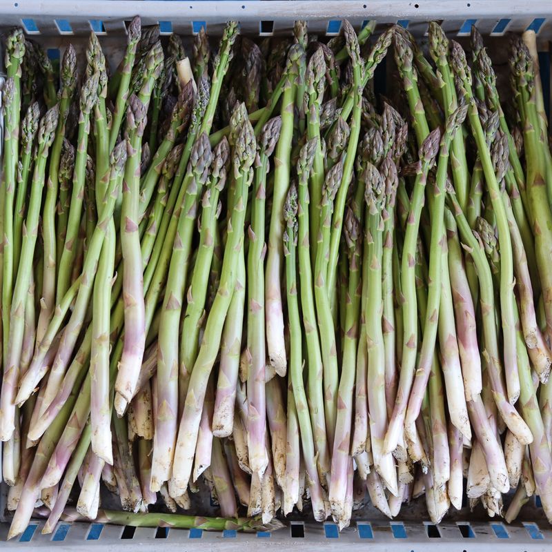 Asparagus