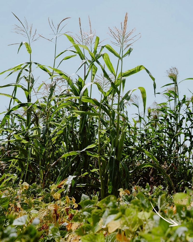 Corn