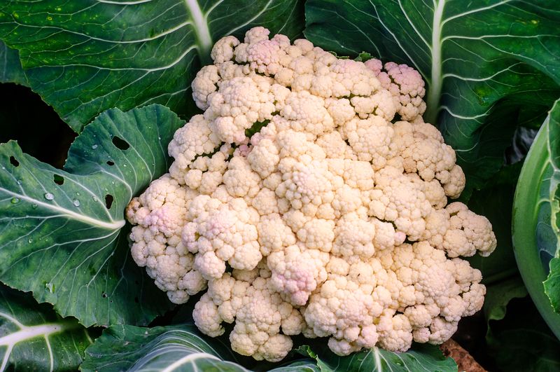 Cauliflower