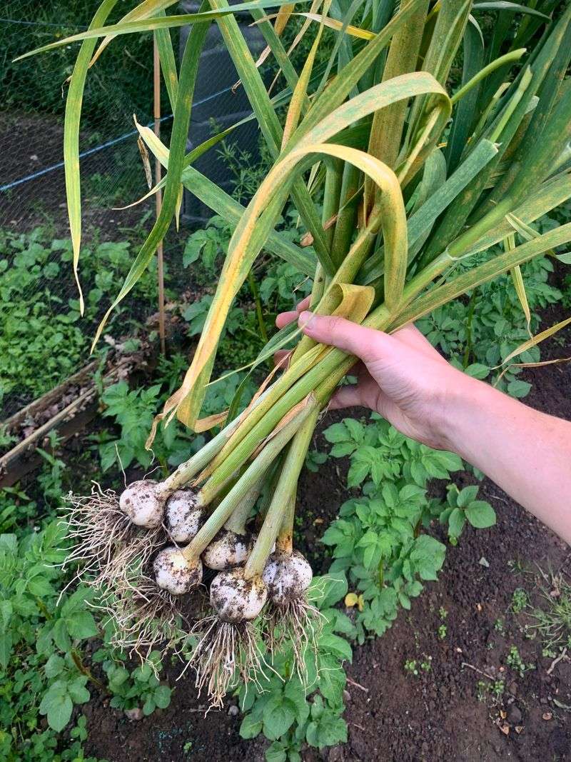 Garlic: The Flavor Changer
