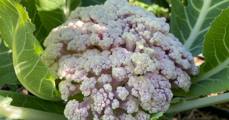 Cauliflower: The Temperamental Prima Donna