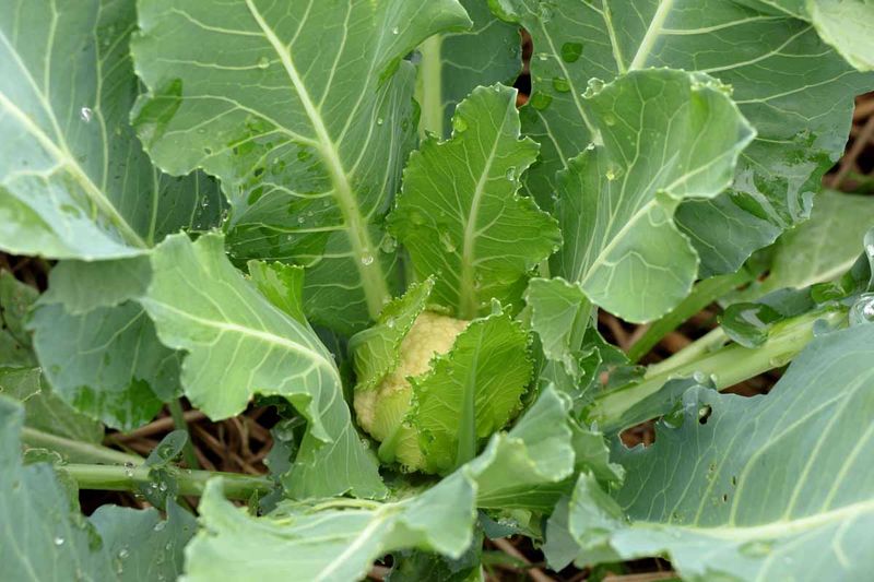 Cauliflower: Fussy Temperature Requirements