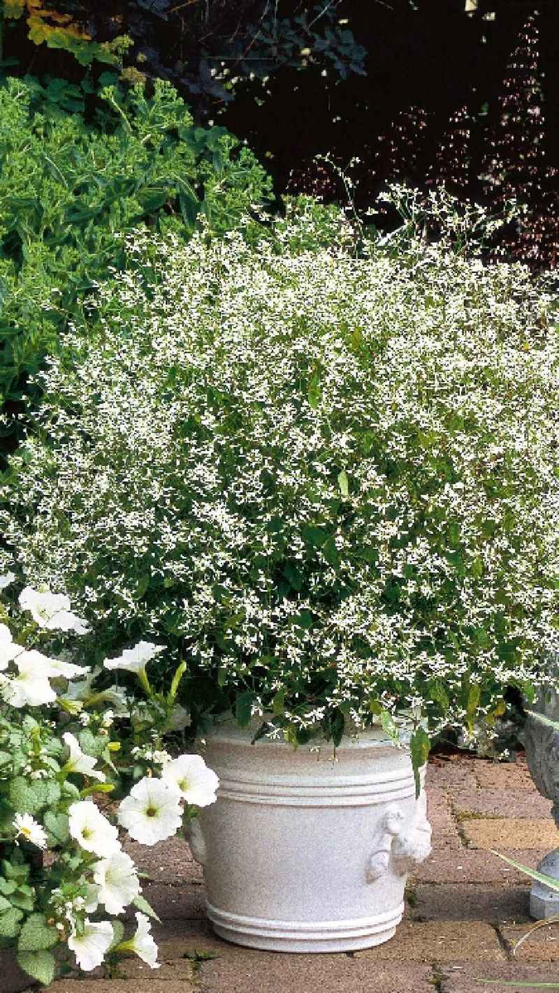 Euphorbia 'Diamond Frost'