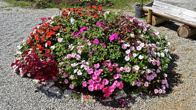 Impatiens For Sunny Spots