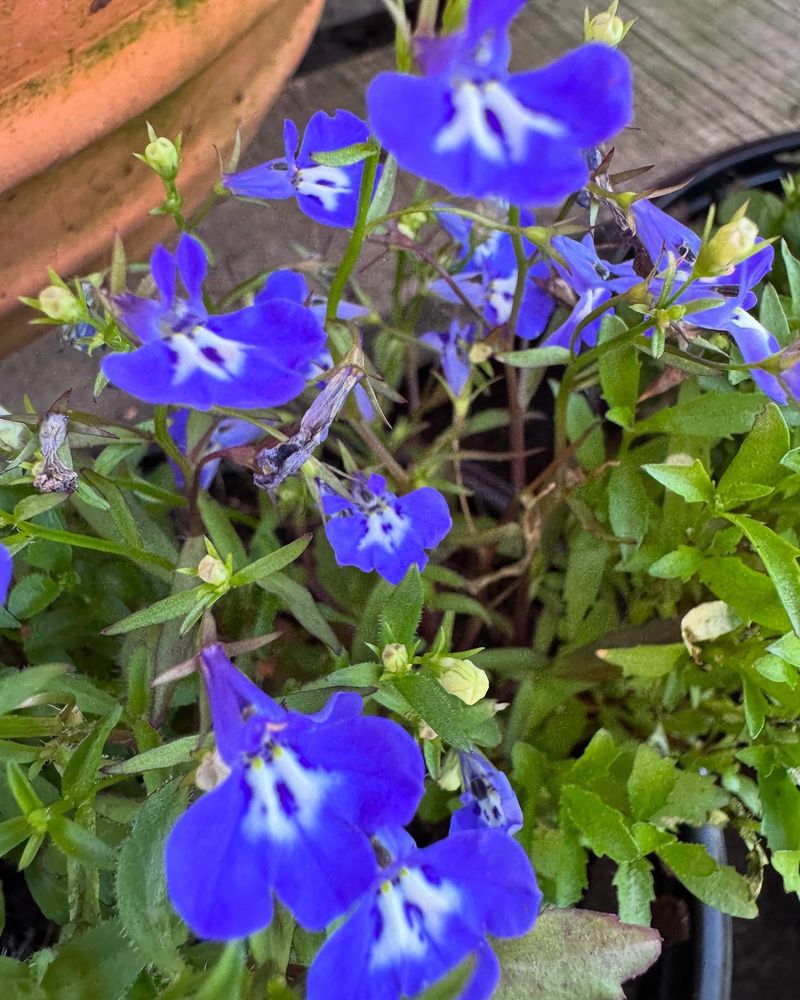 Lobelia Loveliness
