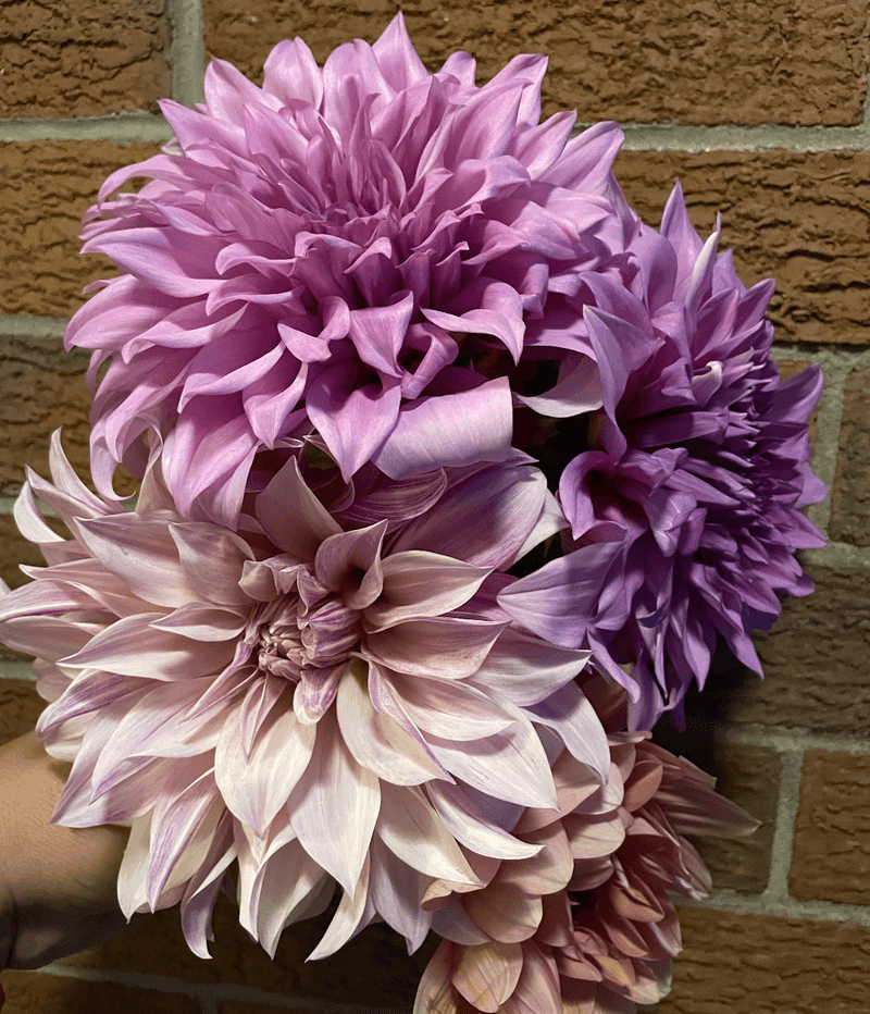 Dahlias (Bedding Types) - Low-Maintenance Bloomers