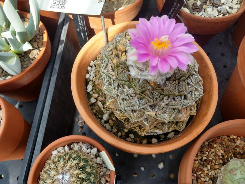 Ariocarpus (Living Rock Cactus)