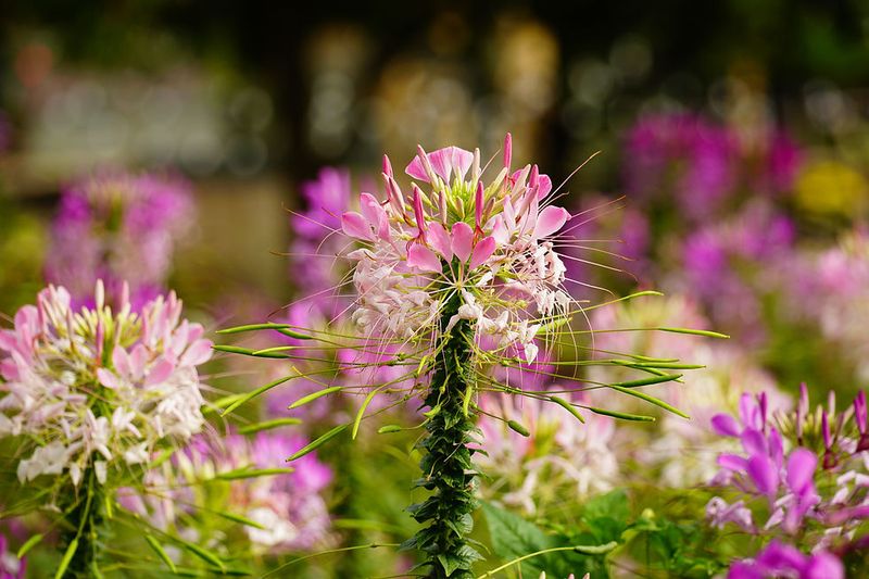 Cleome (Cleome hassleriana)