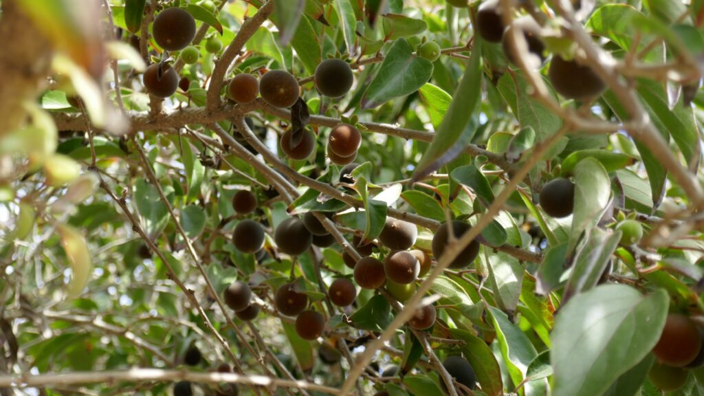 Ceylon Gooseberry