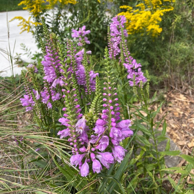 Obedient Plant