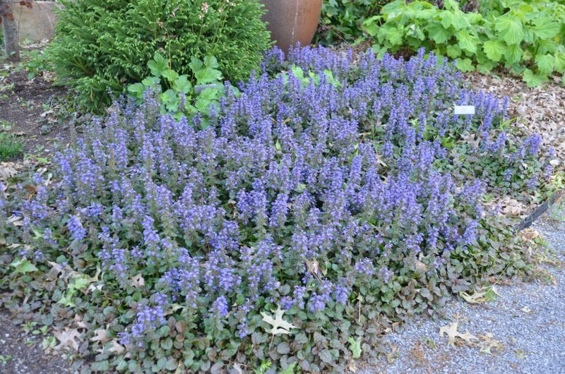 Bugleweed: The Silent Spreader