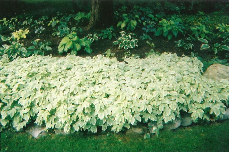 Bishop's Weed: The Unkillable Invader