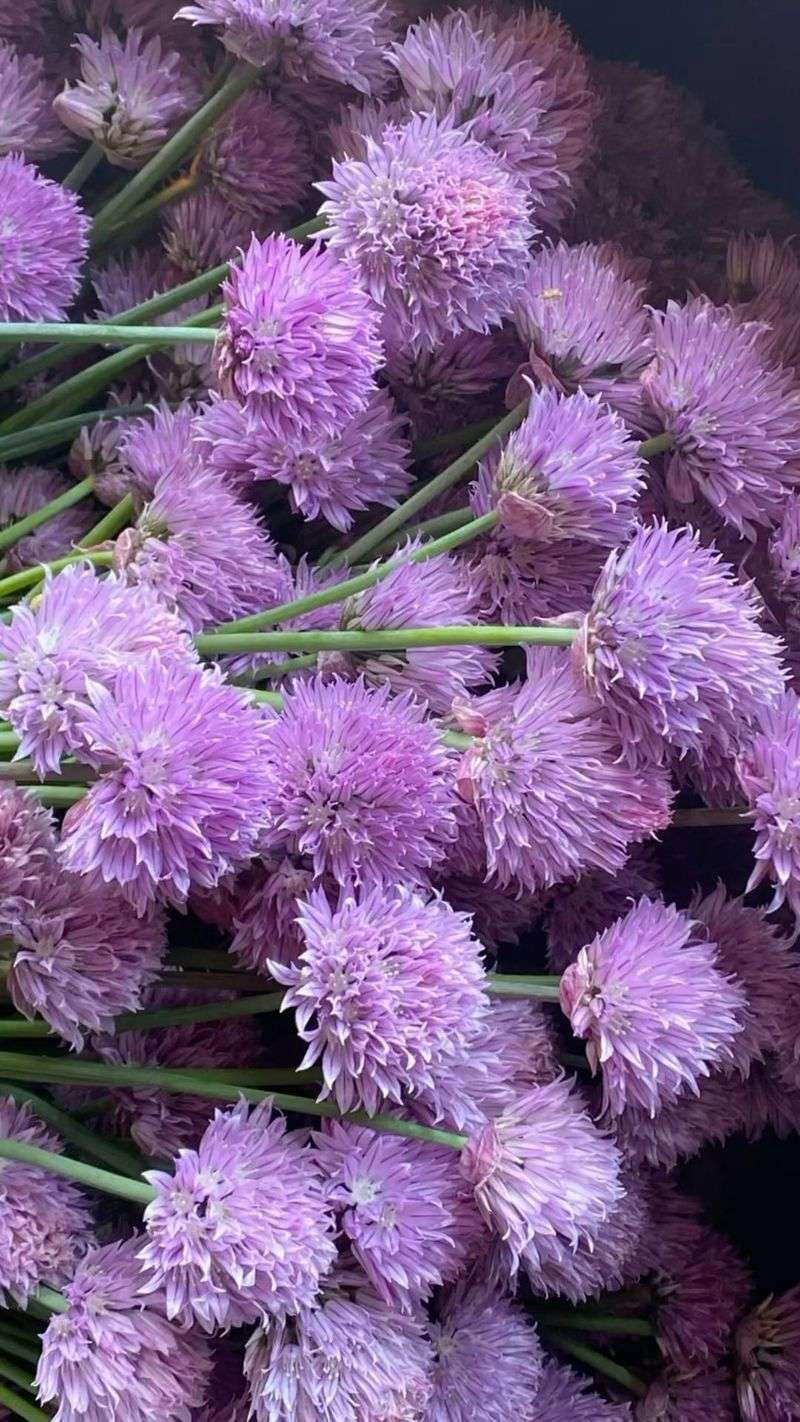 Chives